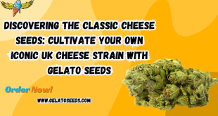 cheese seeds