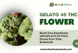 Boost Your Experience with GELATO 45 THCA Flower from Titan Botanicals