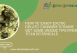 Exotic Gelato Cannabis Strains