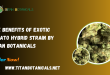 Benefits of Exotic Gelato Hybrid Strain by Titan Botanicals