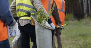 Professional Tree Services