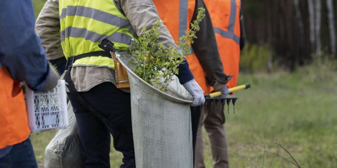 Professional Tree Services