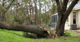 advanced tree service