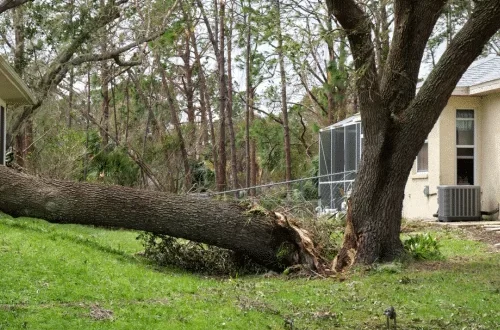 advanced tree service